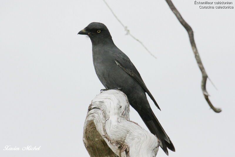 Échenilleur calédonienadulte, identification