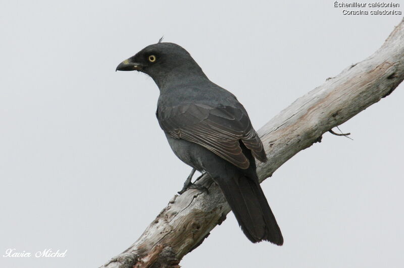 Échenilleur calédonienadulte, identification