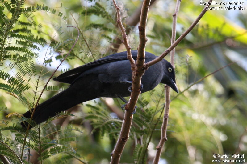 Échenilleur calédonienadulte, identification