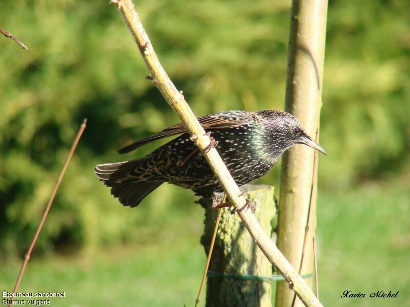 Common Starling