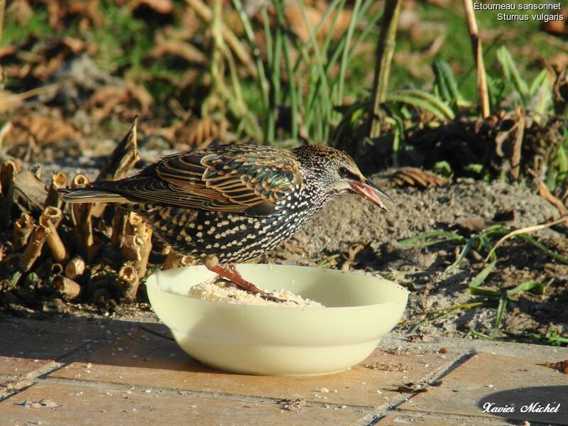 Common Starling