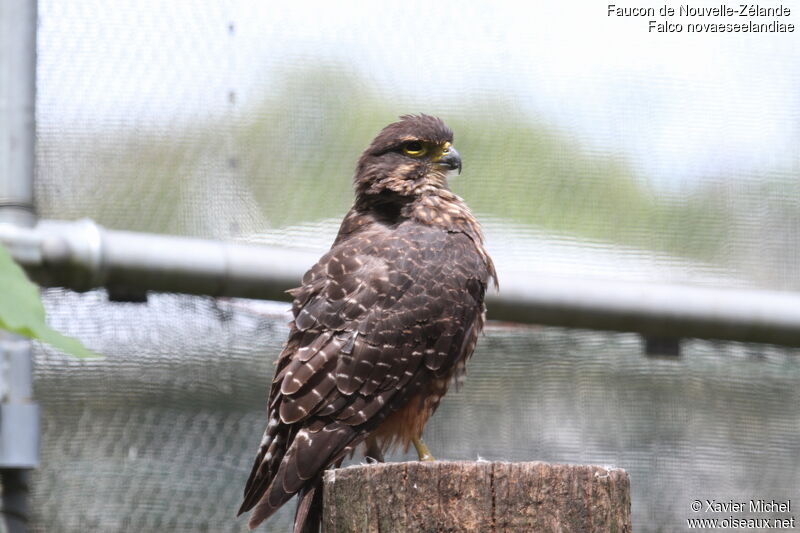 New Zealand Falcon