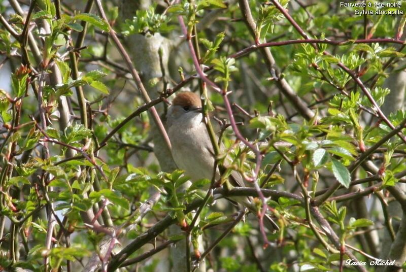 Eurasian Blackcap female adult