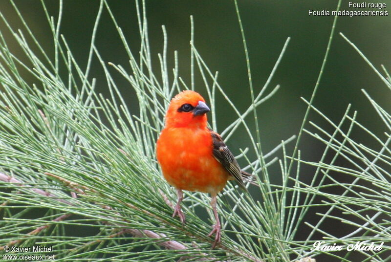 Foudi rouge, identification