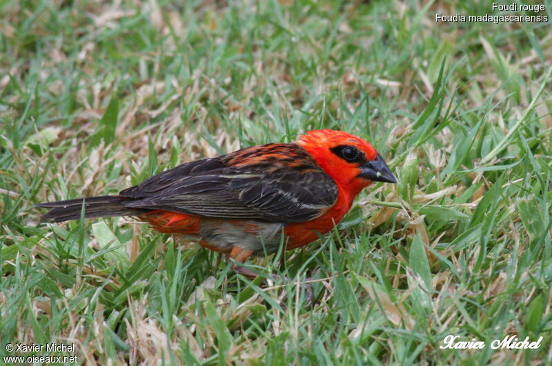 Foudi rouge, identification