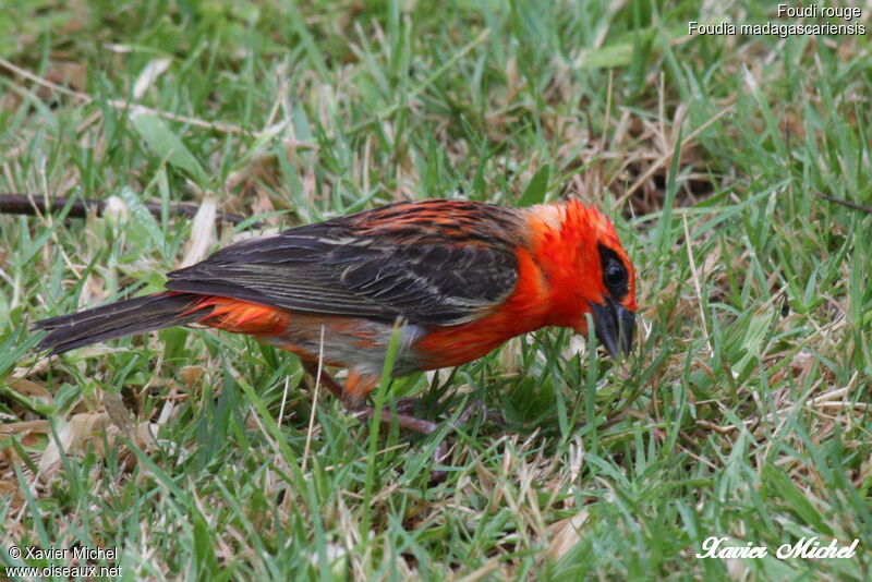 Foudi rouge, identification