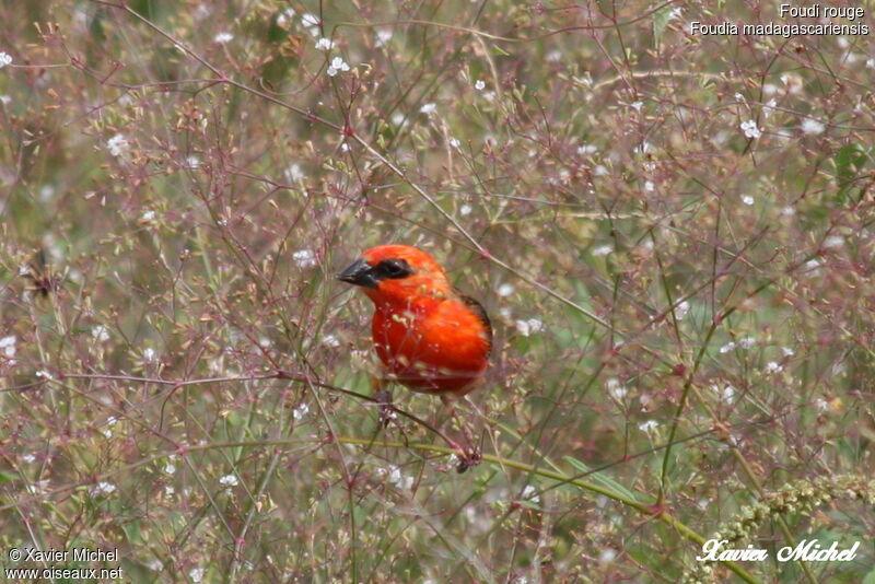 Foudi rouge