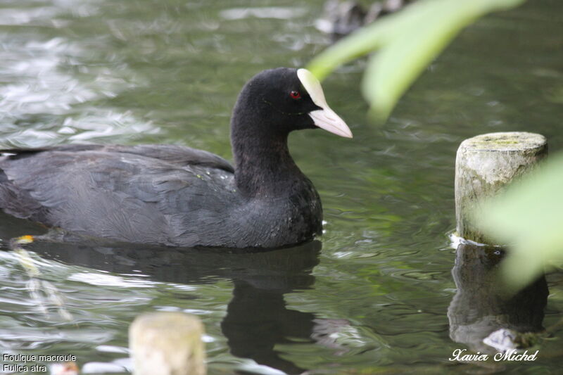 Foulque macrouleadulte