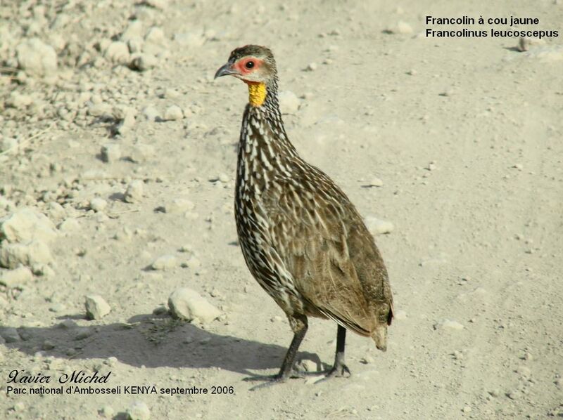 Yellow-necked Spurfowl