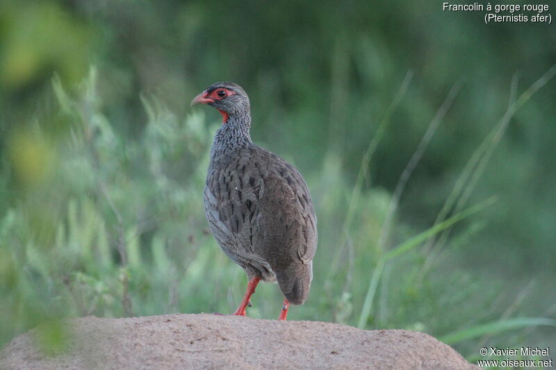 Francolin à gorge rougeadulte