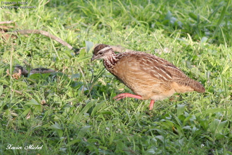 Francolin huppé