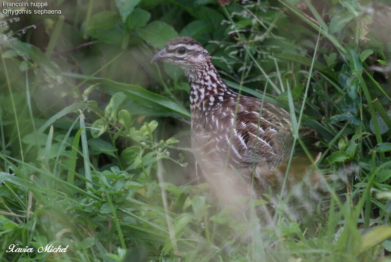 Crested Francolin