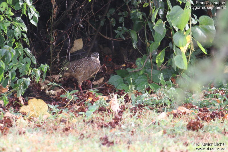 Crested Francolin