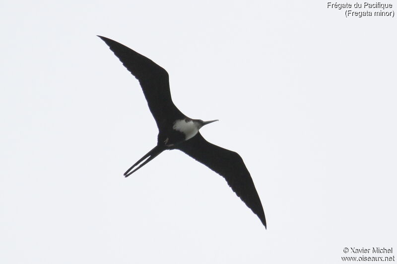 Great Frigatebird