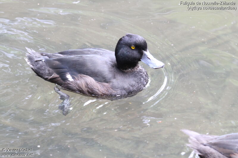 New Zealand Scaup