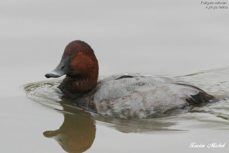 Common Pochard