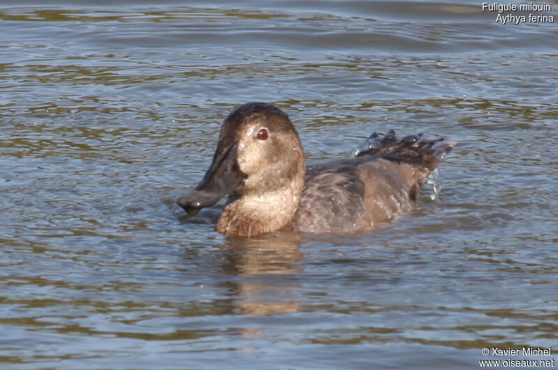 Common Pochard female adult, identification