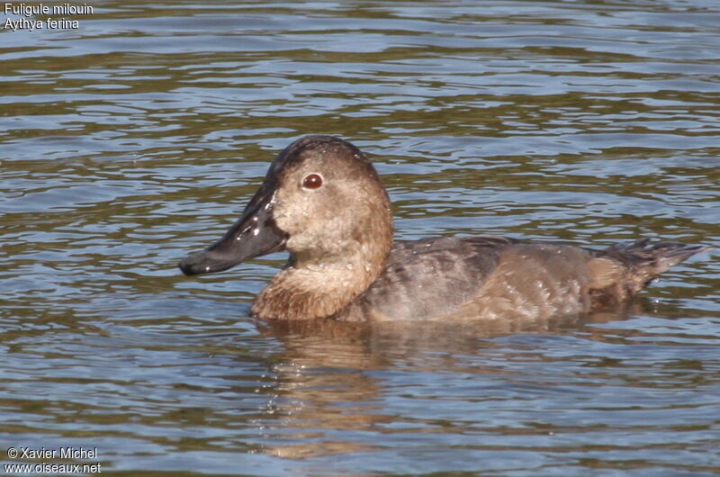 Common Pochard female adult, identification