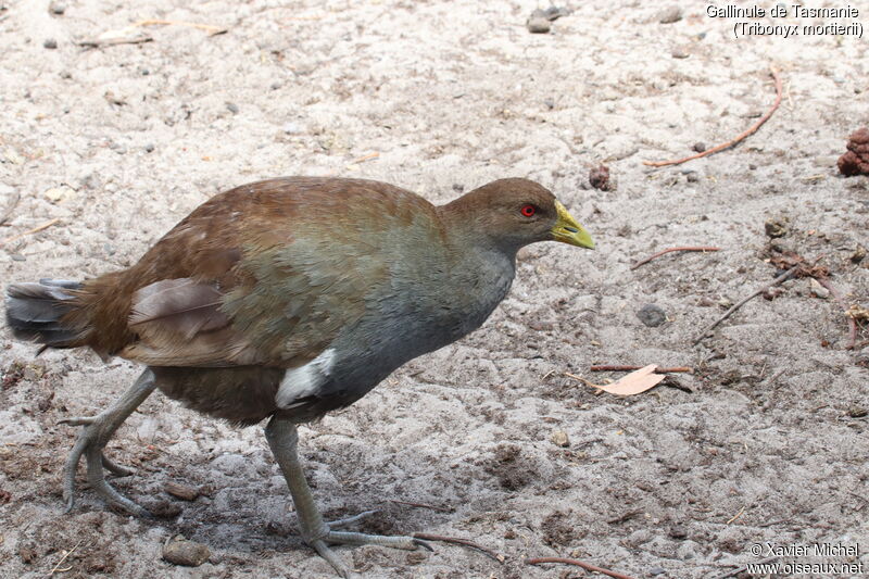 Tasmanian Nativehenadult