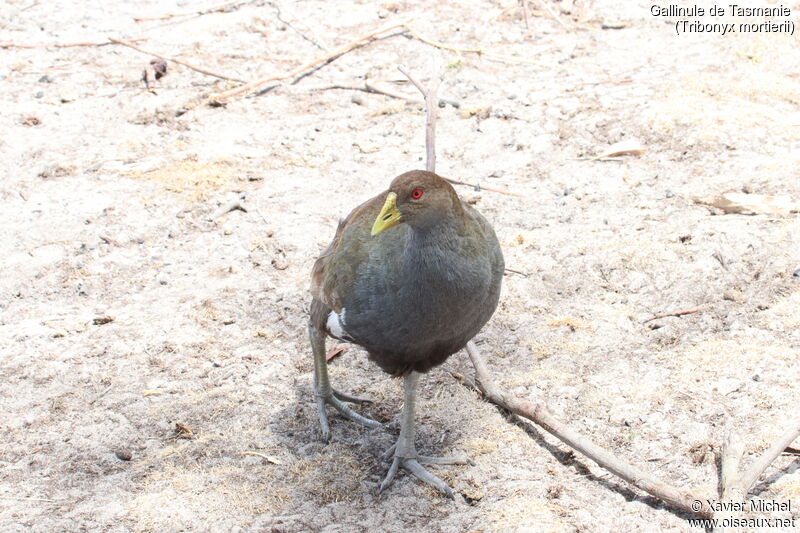 Tasmanian Nativehenadult