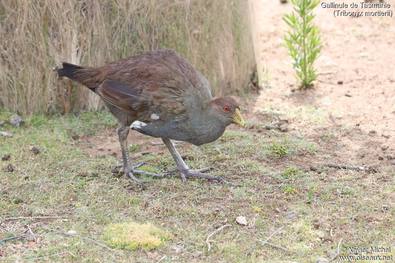 Gallinule de Tasmanieadulte, identification