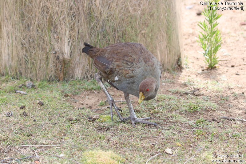 Tasmanian Nativehenadult