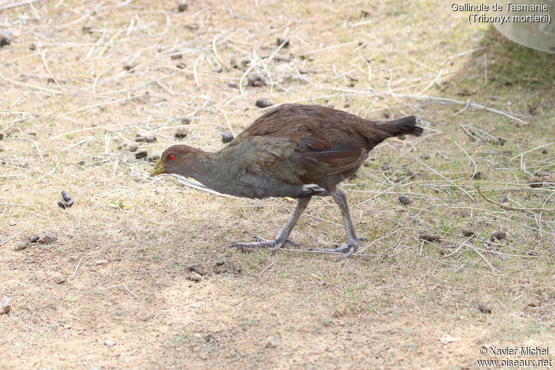 Gallinule de Tasmanieadulte