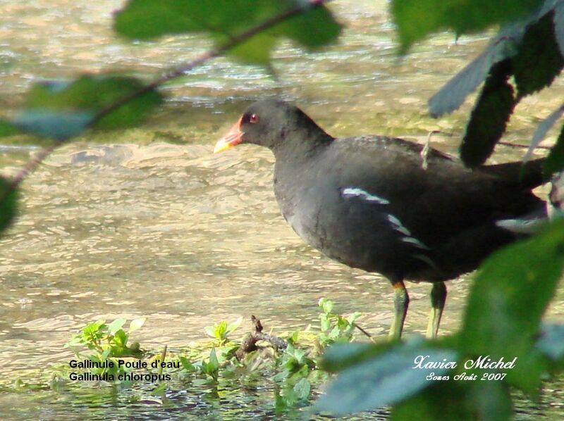 Common Moorhen