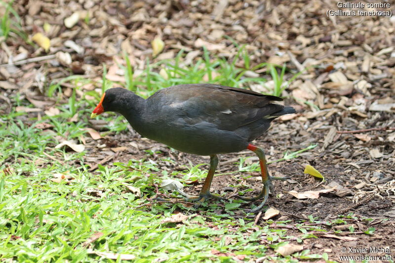 Gallinule sombreadulte, identification