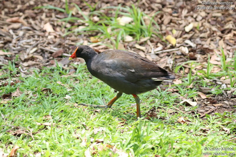 Dusky Moorhenadult