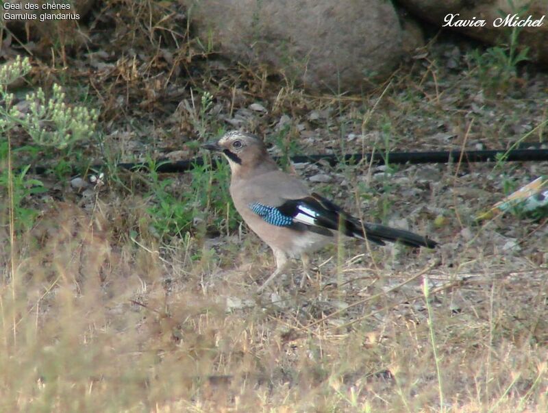 Eurasian Jay