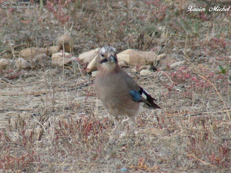 Eurasian Jay