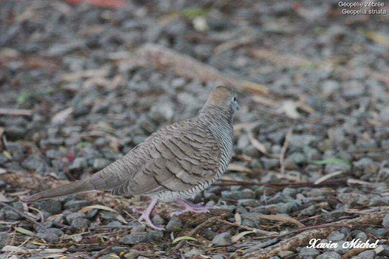 Zebra Dove, identification