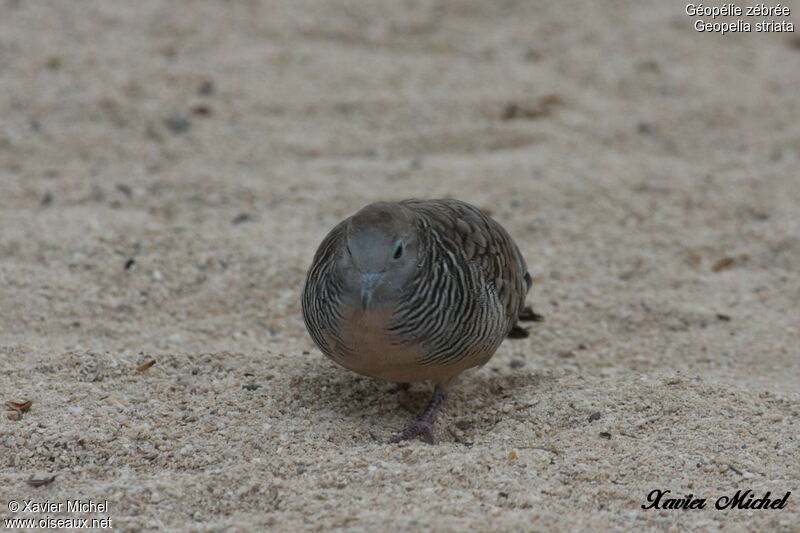 Zebra Dove, identification