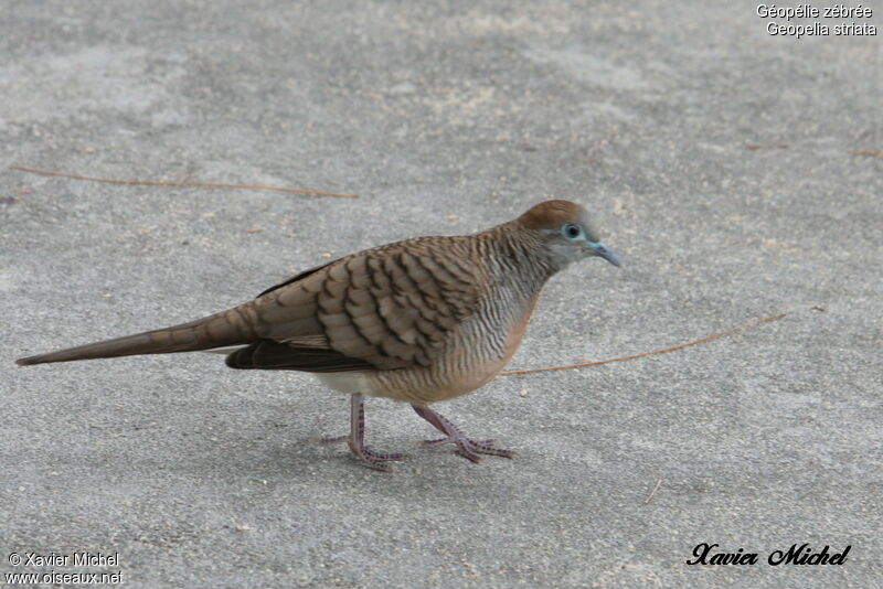 Zebra Dove, identification