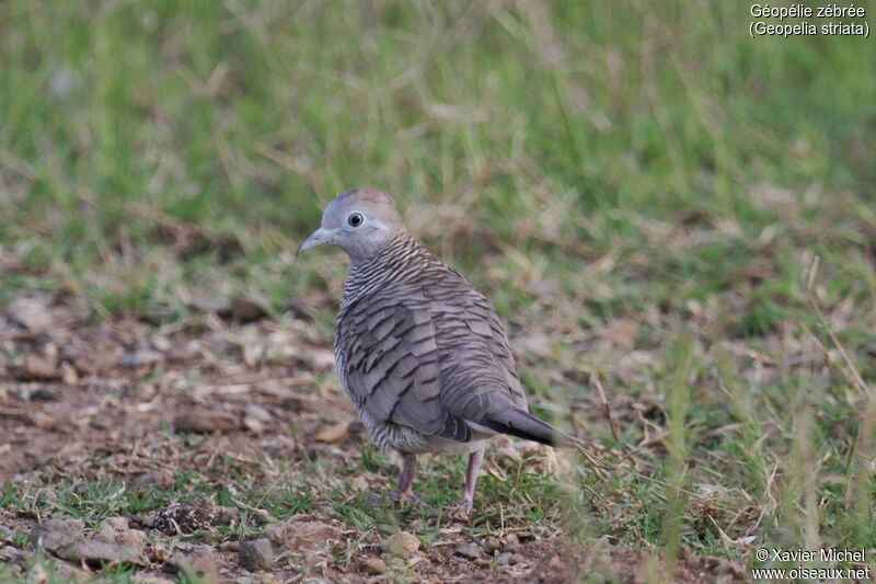 Zebra Doveadult, identification