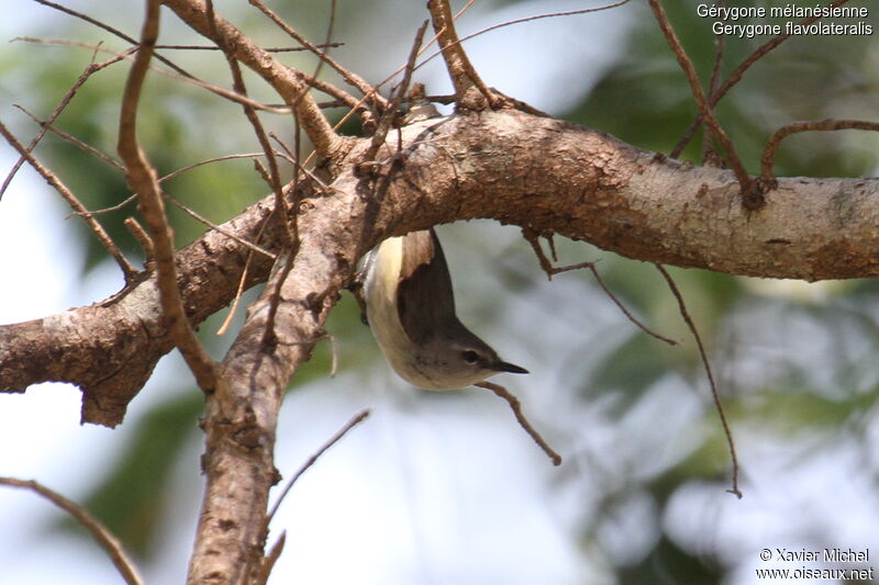 Fan-tailed Gerygone, identification