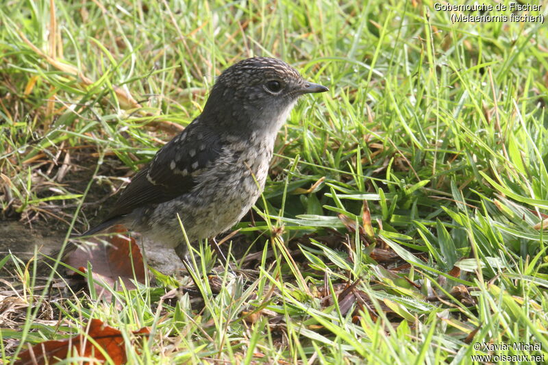 Gobemouche de Fischerjuvénile