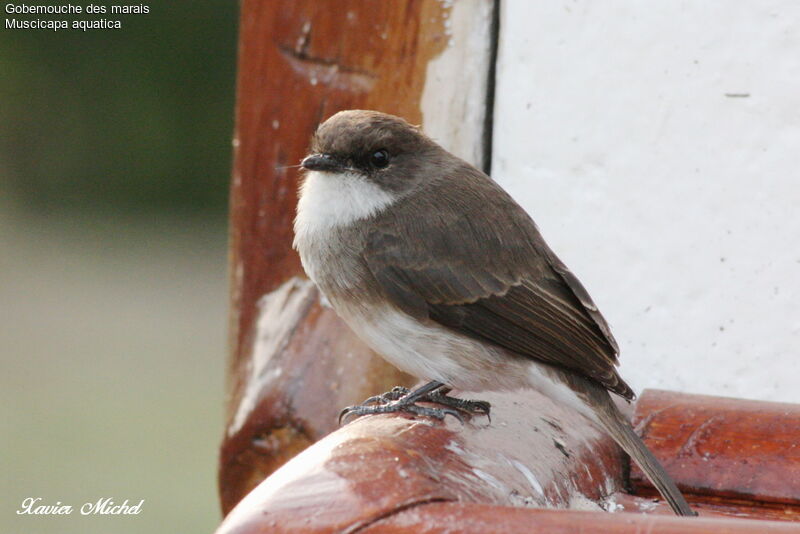 Swamp Flycatcher