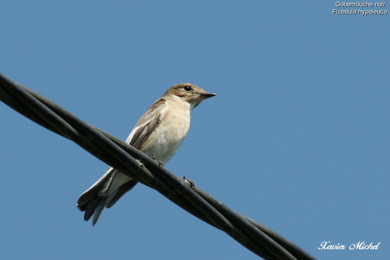 European Pied Flycatcher