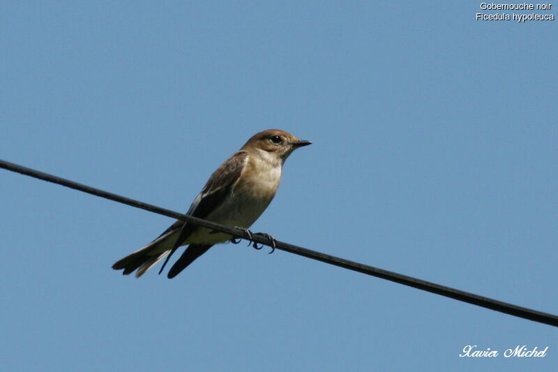 European Pied Flycatcher