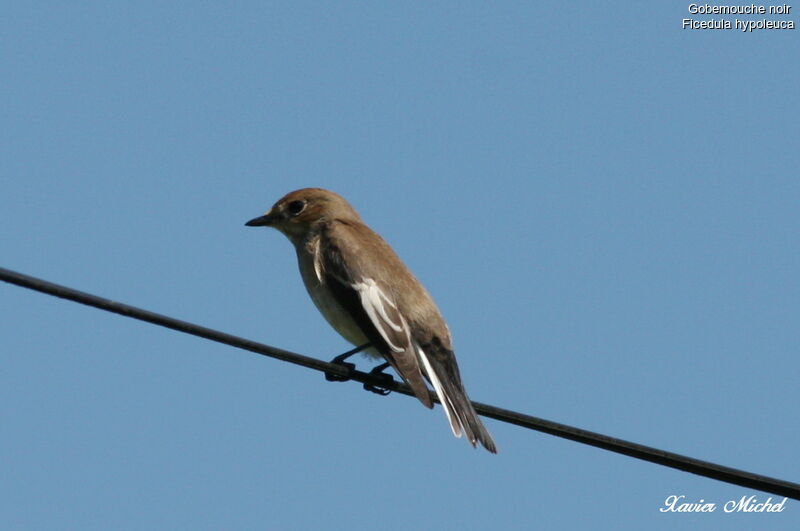 European Pied Flycatcher