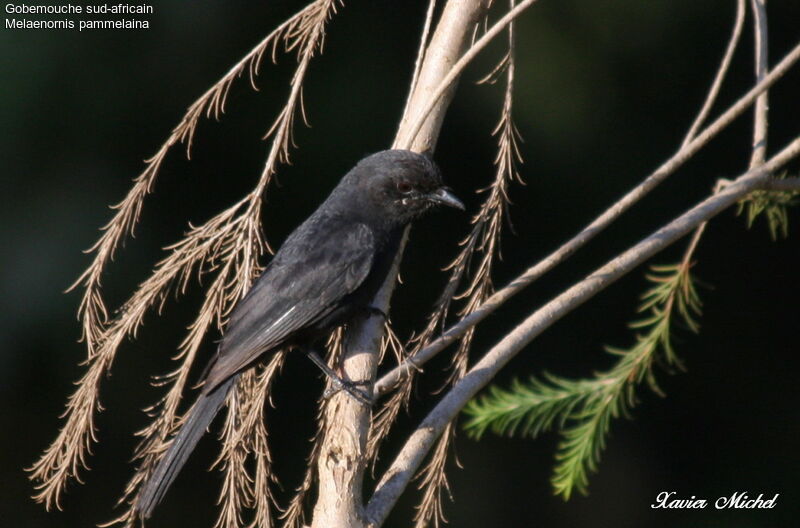 Southern Black Flycatcher