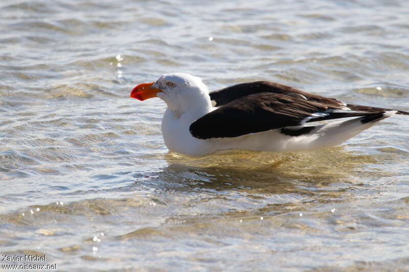 Pacific Gulladult, close-up portrait