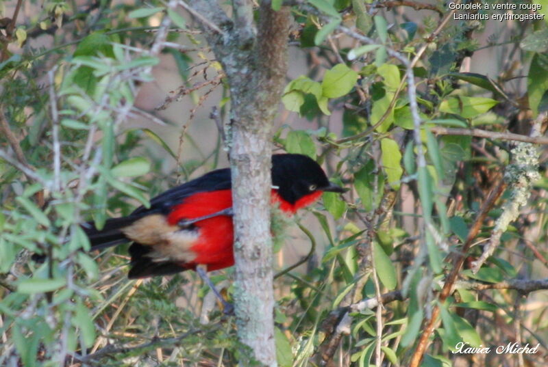 Black-headed Gonolek