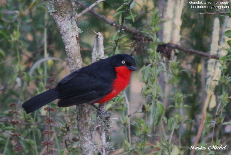 Black-headed Gonolek, identification