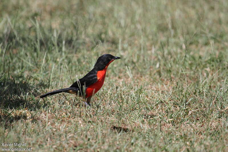 Black-headed Gonolekadult, fishing/hunting