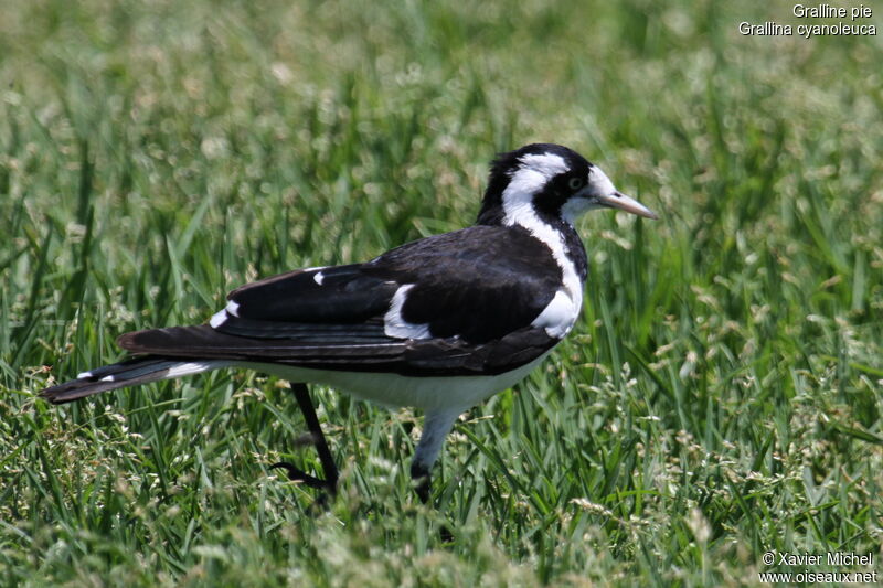 Gralline pie femelle adulte, identification