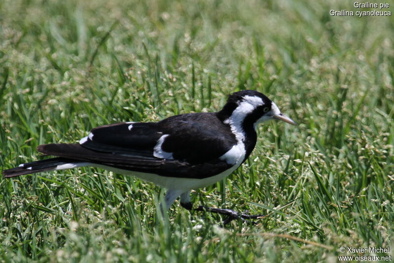 Gralline pie femelle adulte, identification