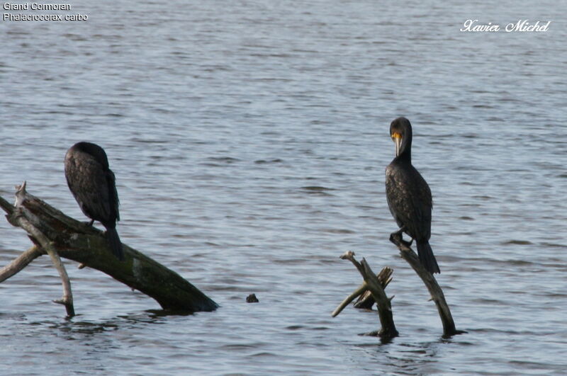 Great Cormorant